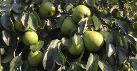 Sprzedam gruszkI Lukasówki . Prosto z drzewa. Ilość około