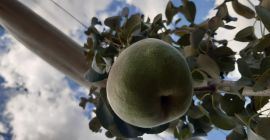 Sprzedam 3 tony jesiennych gruszek, szczegóły pod nr tel.