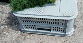 Sprzedam koper zielony. Na pęczki możliwość stałej współpracy tel