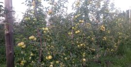 Sprzedam Golden reinders prosto z sadu. Cena 1.80 zł