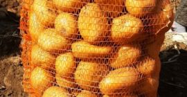 Pret: negociabil in functie de cantitatea dorita. Producent lokalny