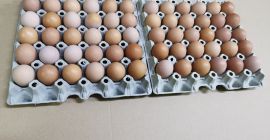 Witam Mam na sprzedaż jajka od młodych kurek wolnowybiegowych