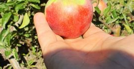 Sprzedam jabłka Golden, kaganiec Starkinsona / Królika i Jonathana