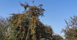 Jabłka do soków wszystkich odmian i wszystkich rozmiarów.