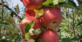 Sprzedajemy pyszne złote jabłka = 200T Starkimson = 50T