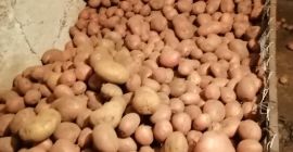 Oferuję bezpłatny transport w ilościach powyżej 100 kg na