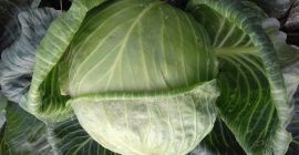 Sprzedam kapustę Novoton biała do kiszenia.Wszystkie informacje udzielę telefonicznie.