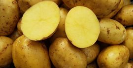 Ziemniaki żółte Sagitta Lord ROK PO CENTRALI jadalne smaczne