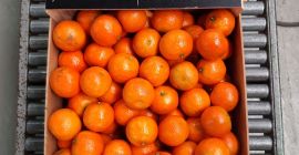 Mandarynki od producentów z Hiszpanii kal. 3/4/5, cena od