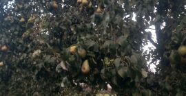 Zapraszam do sadu po soczyste gruszki