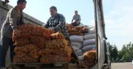 kupę towar – ziemniaki jadalne preferowane odmiany –bialy i
