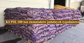 Kupię 100 ton ziemniaków jadalnych tygodniowo; Moje oczekiwania: przeciętna