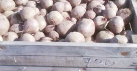 SPRZEDAM buraczka ćwikłowego odmiana Pablo 506281986. Zapraszam