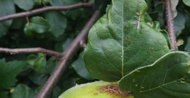 Owoce pigwy z uprawy ekologicznej, bardzo duże, dobrej jakości.