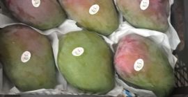 sporzedam hurtowo - ilosci tirowe-swieze mango -kit .