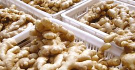 Nazwa produktu Fresh Ginger Style Fresh Color Naturalny żółty