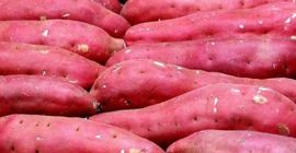 Nazwa produktu Świeży słodki ziemniak Kolor owoców Japoński słodki