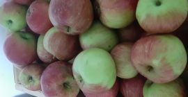 Mam 1 tonę ręcznie zbieranych jabłek, wszystkie z mojego