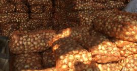 Sprzedam cebulę Stuttgarten, 60 ton, cena 0,13 euro /