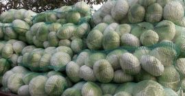 Mam do sprzedania kapustę jesienną, królową jesienną, idealną na