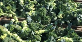 Sprzedam duże ilości brokułów 1-3 t dziennie