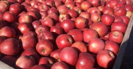 Miąższ słodko-kwaśny, dosyć twardy, aromatyczny o kremowo-żółtym zabarwieniu. Skórkę