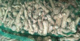 Ukraińska firma sprzedaje ekologiczny chrzan. Rocznik 2020, świeżo wykopany.