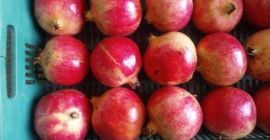 Mamy najlepszy produkt na świecie (rodzinni rolnicy) Masz wybór