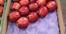 Jabłko Odmiana: Red Delicious Rozmiar: 140gr-200gr Pakowane w 10