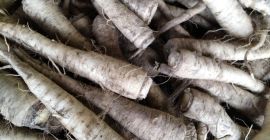 Sprzedam pietruszkę do przetwórstwa, odmiana ołomuńcka. Świeża, obgławiana. Kontakt