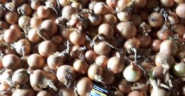 Witam sprzedam cebulę żółta luz lub pakowana 15kg worek