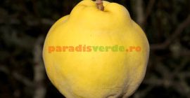 Gtui na sprzedaż do celów przemysłowych (do tuiki, konserw,