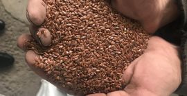 Gorczyca Biała, bez glifosatu, pakowana w Big Bag, Bardzo