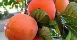 Dzień dobry. Sp. Z oo &quot;JAHON EXIM GROUP&quot; oferuje