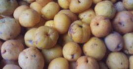 Na sprzedaż owoce pigwowca japońskiego w cenie 15 zł/kg.