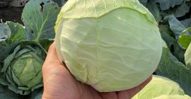 Sprzedam kapustę hybrydową: Beverly Hills Wysokiej jakości Phoene; +40755686417