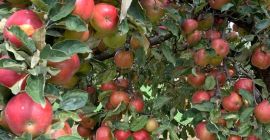 Sprzedaję Ionathan, ionagold, delicios, florina, generos