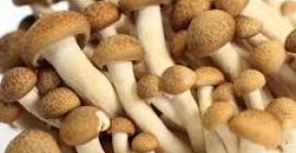 fresh mushroom available for export in Denmark please contact