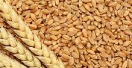Wheat available for export in Denmark Please contact directly