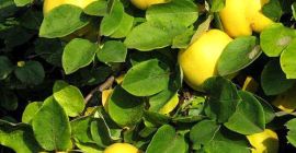 Luźny sad pigwowy ułożony w skrzynie. Najwyższa jakość.