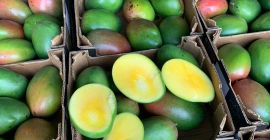 Mango 4kg 28 zł karton cena zależne od sytuacji