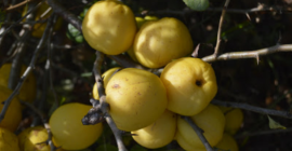 Witam mam do sprzedania owoce pigwowca japońskiego ok. 300