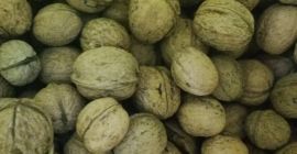 Sprzedam 3-4 duże worki orzechów włoskich. Dzieciaki zbierały w