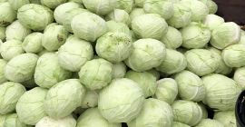 1kg-1,8kg / kapusta