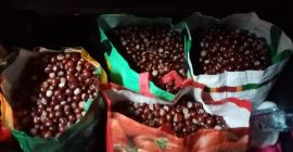 Witam zostało mi na sprzedaż ponad 100 kg kasztana