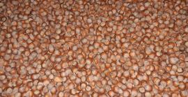 Sprzedam 700 kg czystych i sortowanych orzechów laskowych zebranych