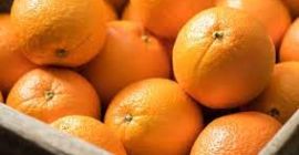 Posiadaj farmę w Nagpur w stanie Maharasztra. Pomarańcze są