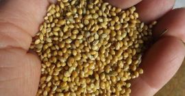 W ofercie posiadamy proso wyprodukowane w 2020 r. W