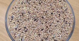 Proso żółte z tegorocznych zbiorów