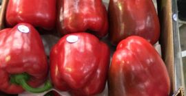 Oferujemy paprykę 1 gatunek czerwona odmiana california, pakowane w